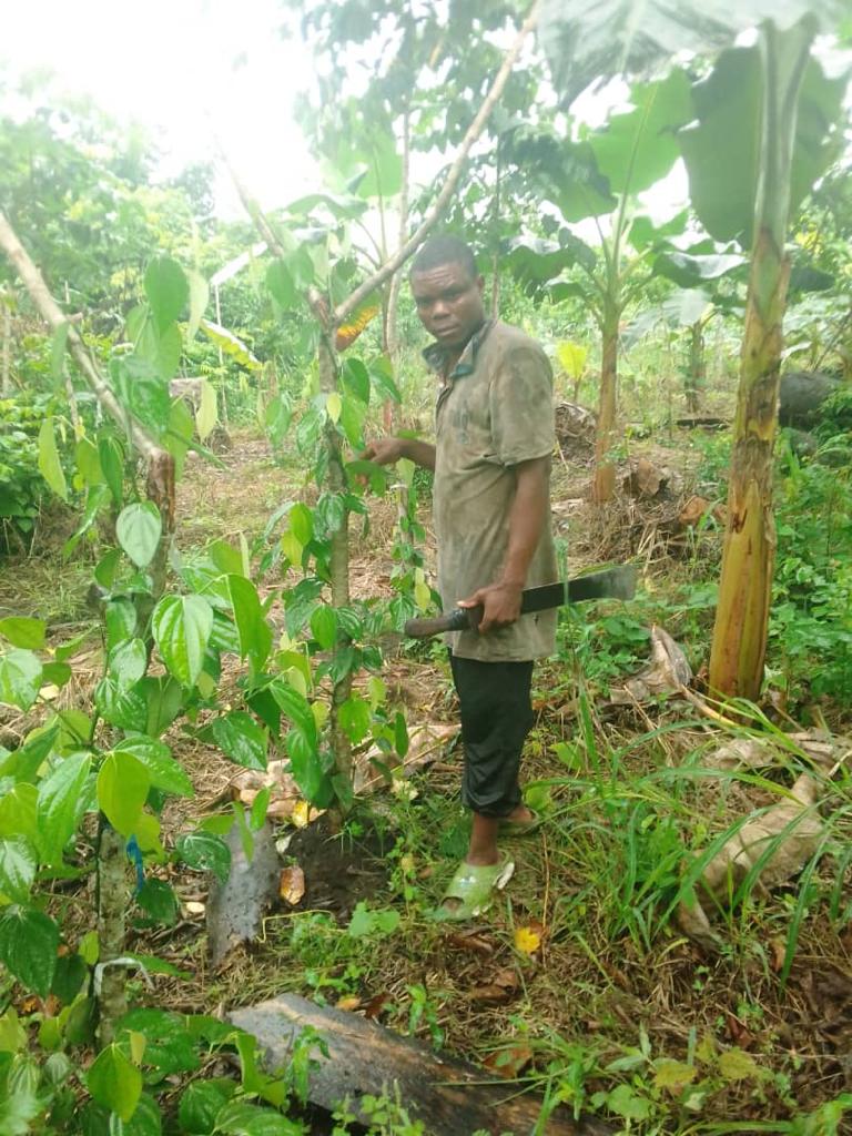 farming white pepper